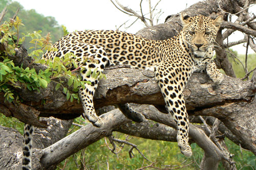 Gupard sur une branche