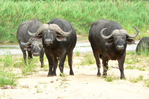 Troupeau de buffles