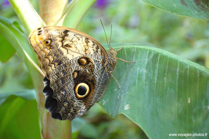 Papillon